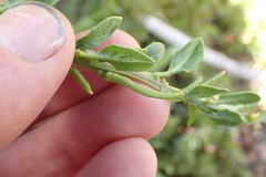 Sisymbrium polyceratium