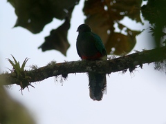 Pharomachrus fulgidus