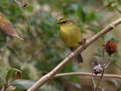 Silvicultrix diadema