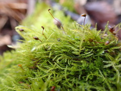 Sciuro-hypnum reflexum