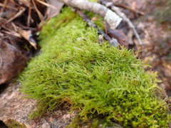 Sciuro-hypnum reflexum