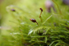 Sciuro-hypnum reflexum