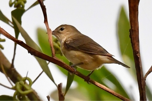 Garden Warbler