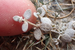Atriplex buchananii