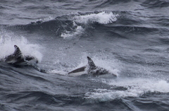 Sagmatias australis