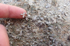 Atriplex buchananii