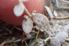 Atriplex buchananii