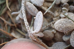 Atriplex buchananii