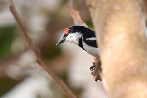 Brown-throated Wattle-eye