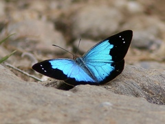 Lymanopoda caeruleata
