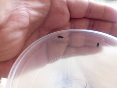 Chalcidoidea