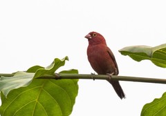 Lagonosticta senegala