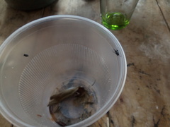 Chalcidoidea