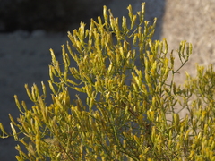 Chrysothamnus viscidiflorus axillaris