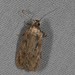 Parsnip Webworm - Photo (c) Jacques Larivée, some rights reserved (CC BY-NC), uploaded by Jacques Larivée