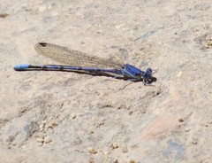 Argia munda