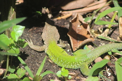 Ameiva