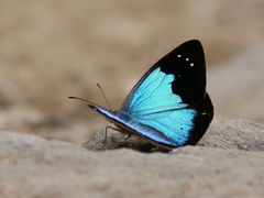 Lymanopoda caeruleata