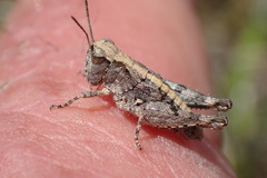 Phaulacridium otagoense