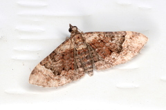 Mnesiloba eupitheciata