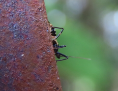 Catasphactes coprias