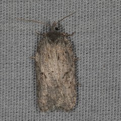 Acleris placidana