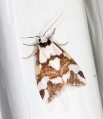 Thallarcha staurocola