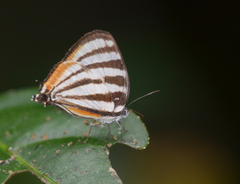 Image of Arawacus lincoides