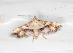 Palaeodes samealis
