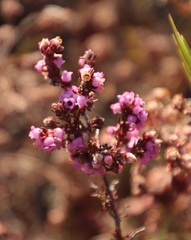 Erica mollis