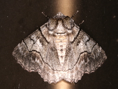 Hypobapta diffundens