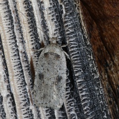 Agonopterix argillacea