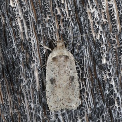 Agonopterix argillacea