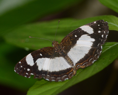 Janatella leucodesma