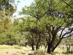 Prosopis caldenia