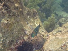 Thalassoma hebraicum