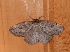 Spodolepis substriataria