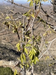 Fraxinus cuspidata