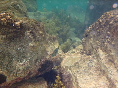 Thalassoma hebraicum