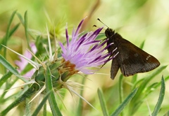 Cymaenes odilia