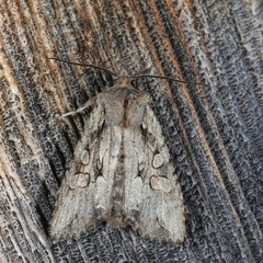 Lithophane disposita