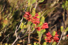 Erica abietina
