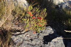 Erica abietina
