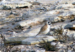Eremophila bilopha