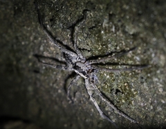 Ctenus gulosus