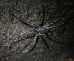Ctenus gulosus