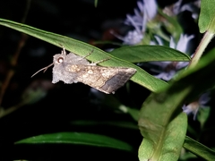 Papaipema cataphracta