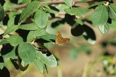 Pararge aegeria