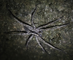 Ctenus gulosus