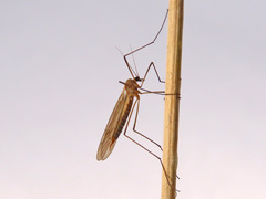 Trichocera major